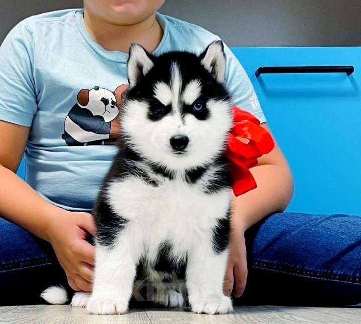 Собаки в Люберцах: Хаски Щенки Разных окрасов Разнополые, Бесплатно - фото 1