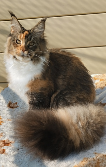 Кошечка - котенок Мейн Кун