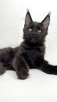 Мейн-кун котенок