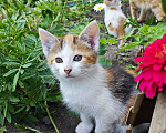 Кошки в Москве: Котята ищут дом Девочка, Бесплатно - фото 1