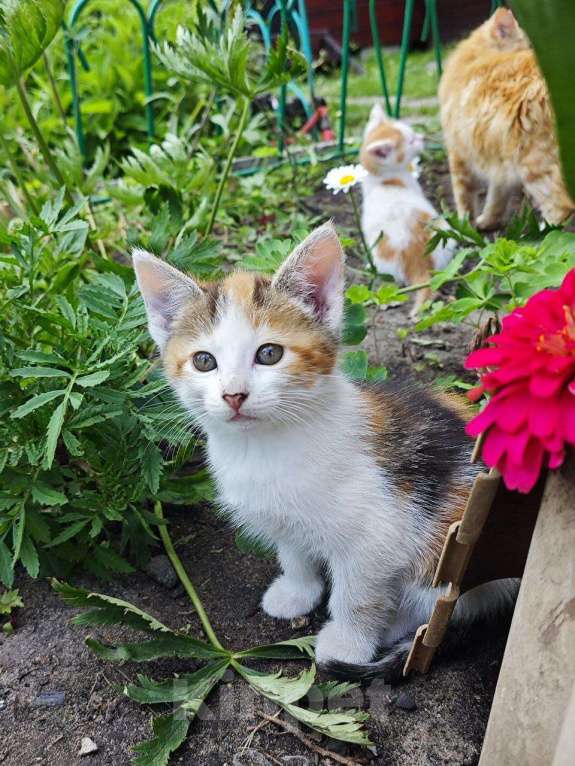 Кошки в Москве: Котята ищут дом Девочка, Бесплатно - фото 1
