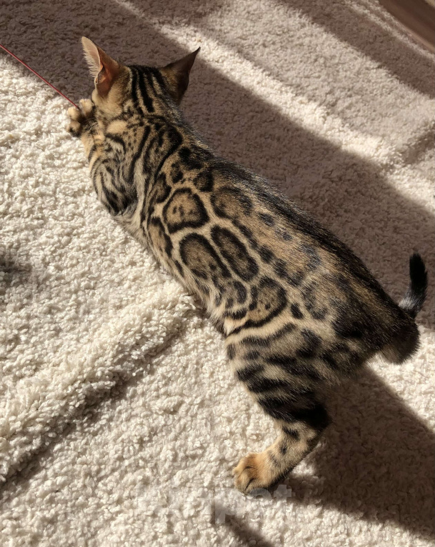 Кошки в Екатеринбурге: Бенгальский котенок Девочка, Бесплатно - фото 3