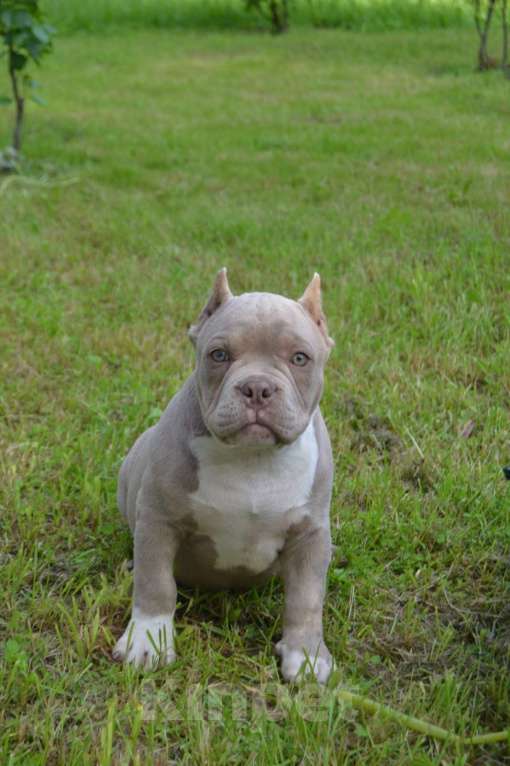 Собаки в Новосибирске: Щенки американский булли Девочка, Бесплатно - фото 8