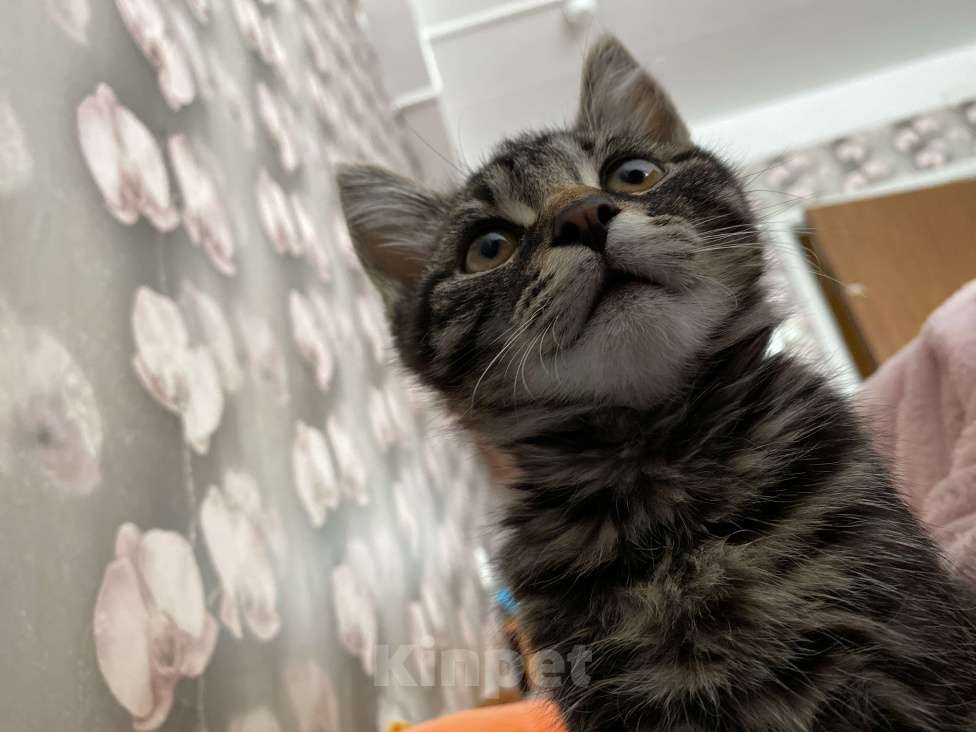 Кошки в Москве: Игривый котёнок Мальчик, 1 руб. - фото 2