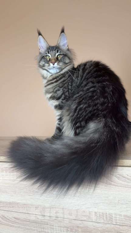 Кошки в Москве: Кот мейн кун n23 Мальчик, 160 000 руб. - фото 4
