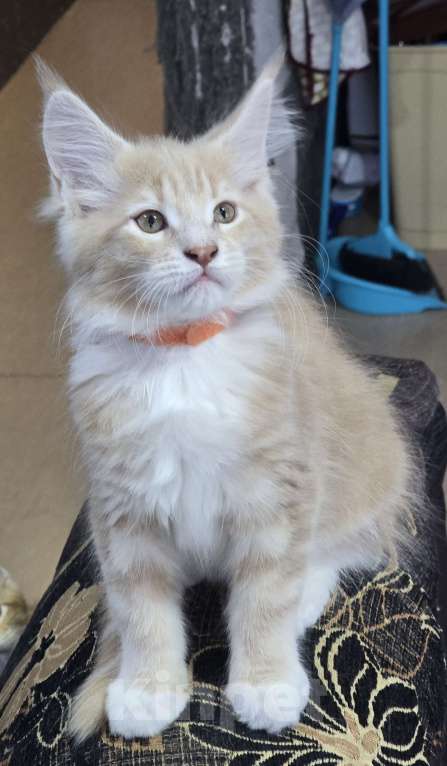 Кошки в Москве: Девочка 2 Девочка, 20 000 руб. - фото 5