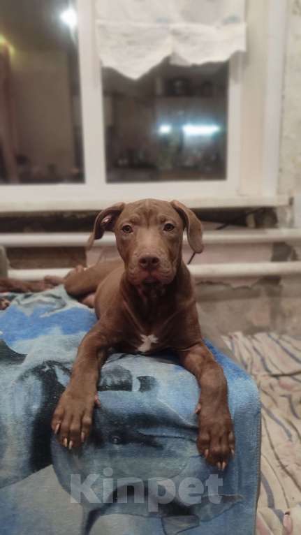 Собаки в Бийске: Щенок Девочка, 35 000 руб. - фото 1