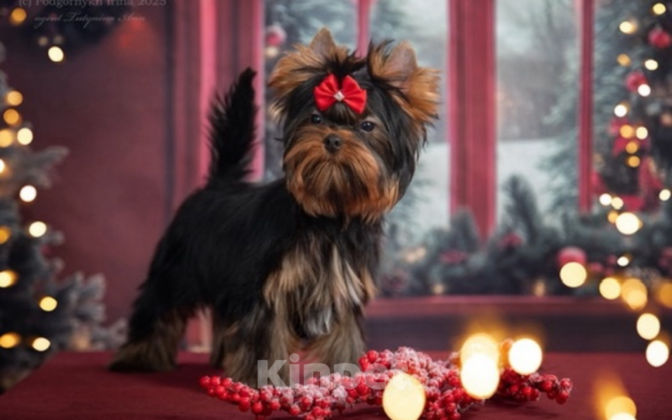 Собаки в Москве: Качественные щенки Мальчик, 100 000 руб. - фото 3