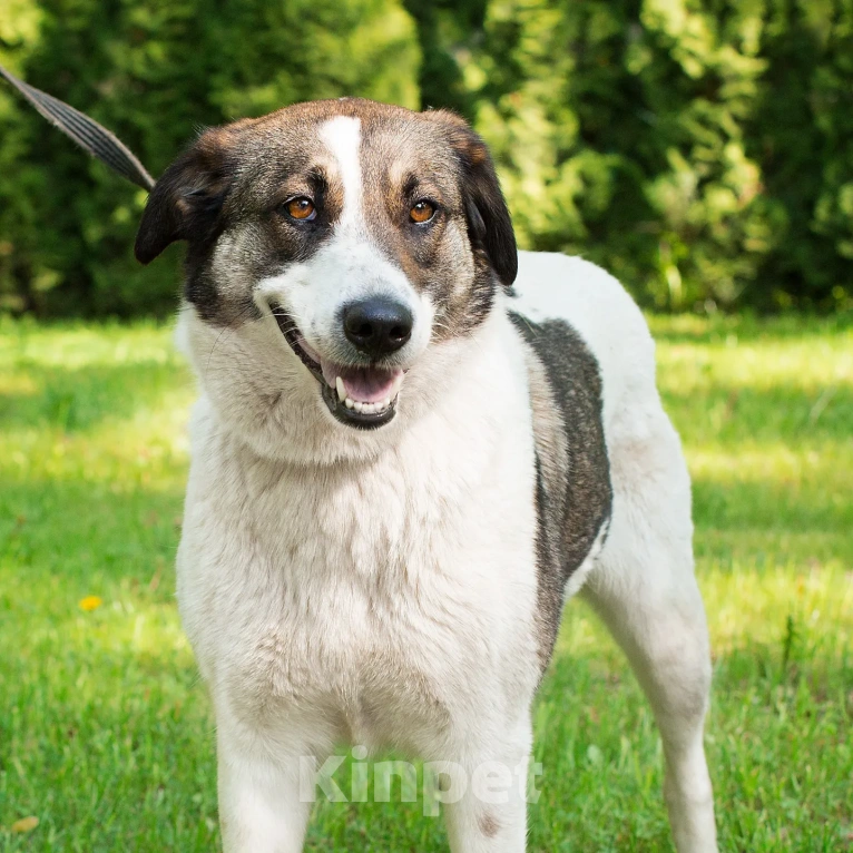 Собаки в Москве: Ласковая Ирэй нуждаетсяв помощи Девочка, Бесплатно - фото 2