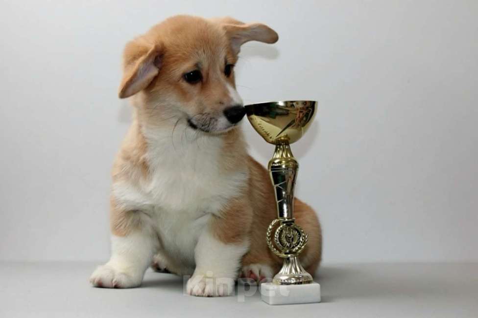 Собаки в Санкт-Петербурге: Щенок вельш корги пемброк Мальчик, 70 000 руб. - фото 2