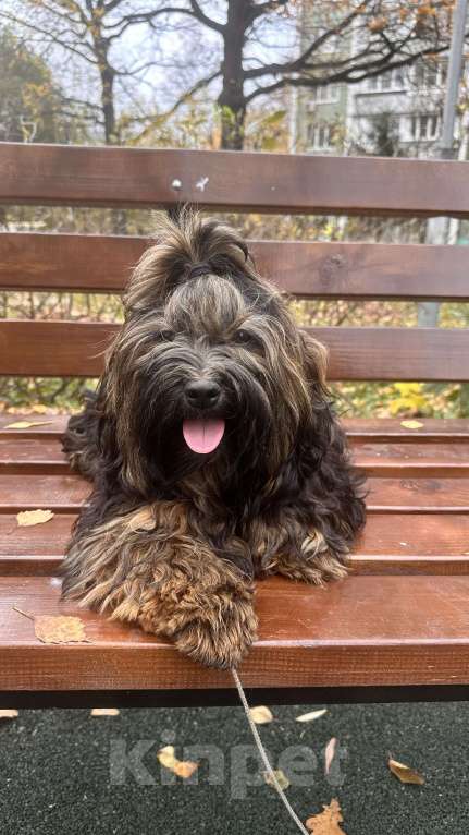 Собаки в Москве: Щенок Хаванез ( Гаванский бишон) Девочка, 85 000 руб. - фото 4