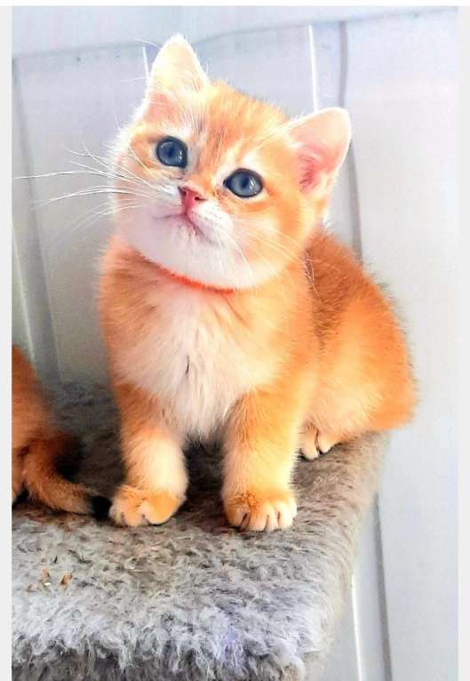 Кошки в Москве: Золотые британские шиншилы  Мальчик, 50 000 руб. - фото 2