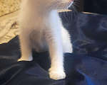 Кошки в Семилуках: Отдам даром белую кошечку Девочка, Бесплатно - фото 1