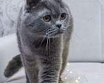 Кошки в Москве: Британский кот Оксфорд ищет дом Мальчик, Бесплатно - фото 5
