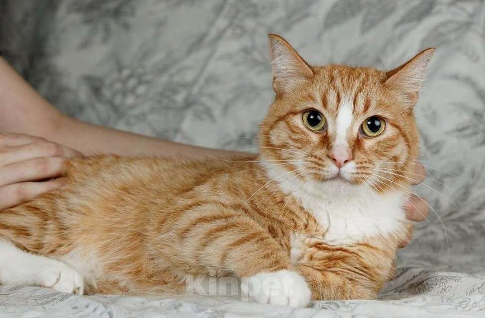 Кошки в Москве: Встречайте – Шани, ваша будущая карамелька счастья! Девочка, 1 руб. - фото 2