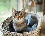 Кошки в Красногорске: Котик Саймон 5 месяцев ищет дом Мальчик, Бесплатно - фото 1