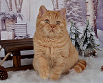 Кошки в Санкт-Петербурге: Британский котик солнечного окраса Мальчик, 45 000 руб. - фото 1