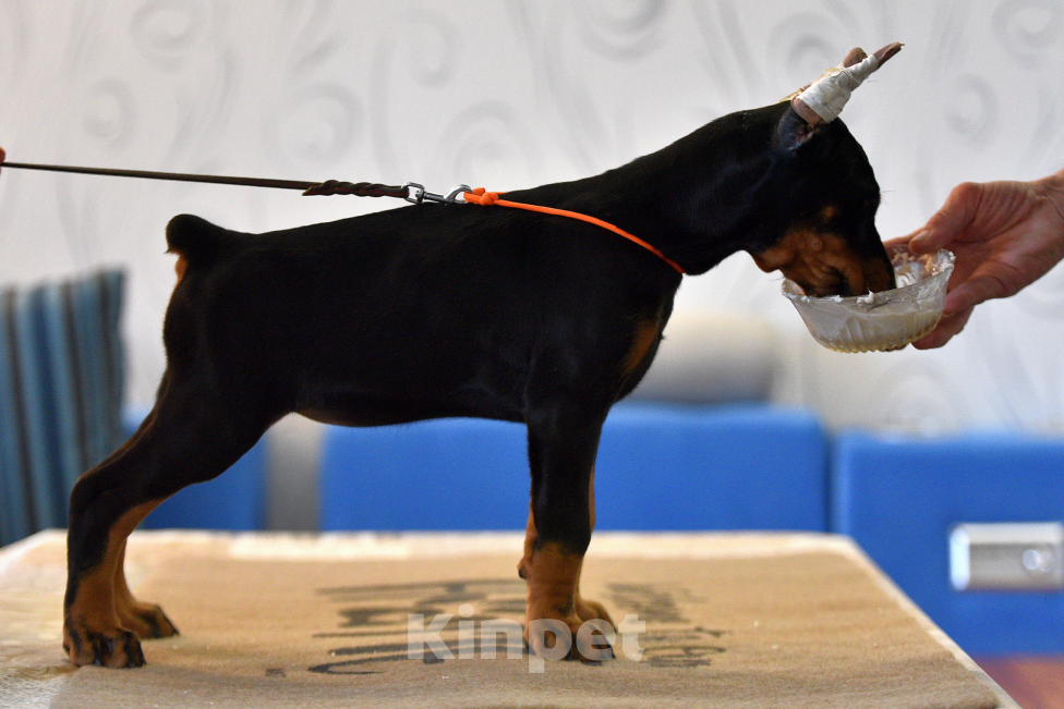 Собаки в Москве: Замечательная девчонка 2,5 месяца Девочка, 100 000 руб. - фото 3