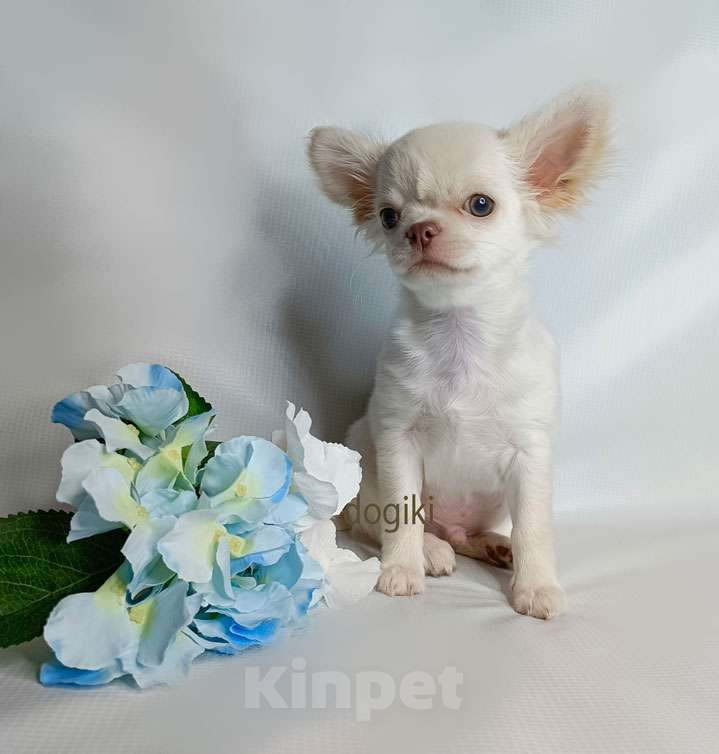 Собаки в Москве: Чихуахуа мальчик Мальчик, 25 000 руб. - фото 2