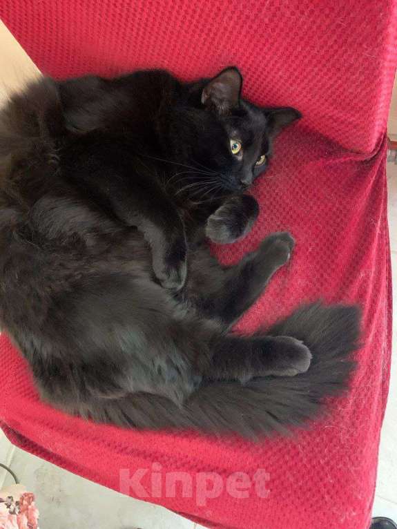 Кошки в Москве: Бросили в мороз на даче ласковую кошку  Девочка, Бесплатно - фото 5