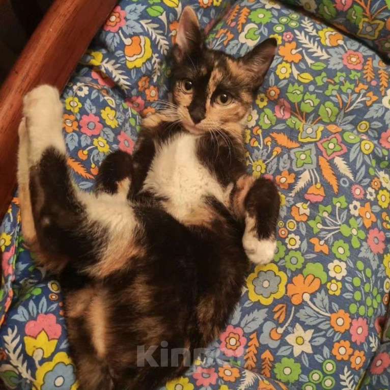 Кошки в Москве: Маленькая Фрося ищет домик Девочка, Бесплатно - фото 3