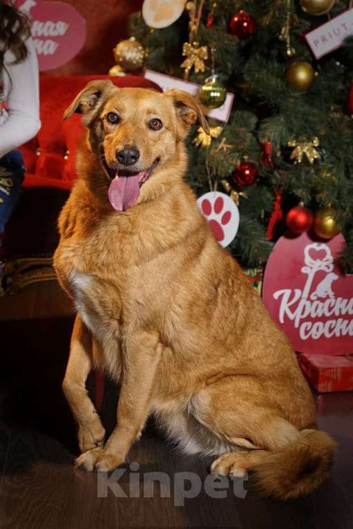 Собаки в Москве: Рипли Девочка, Бесплатно - фото 5