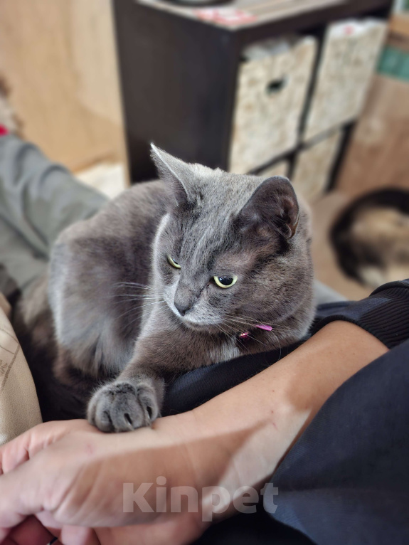 Кошки в Москве: Пирожковый кот Мальчик, Бесплатно - фото 3