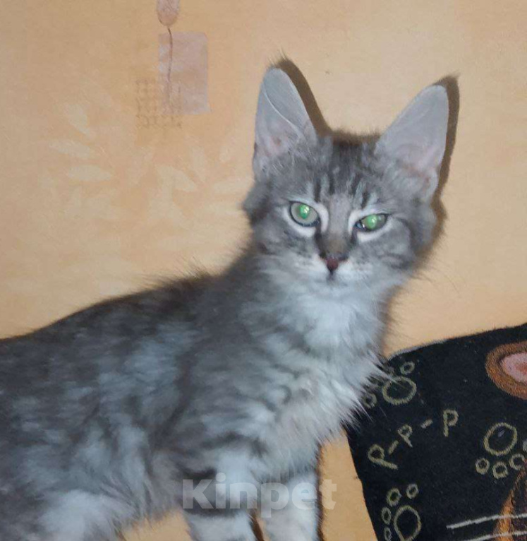 Кошки в Москве: котенок  Турецкой ангоры Мальчик, 70 000 руб. - фото 1