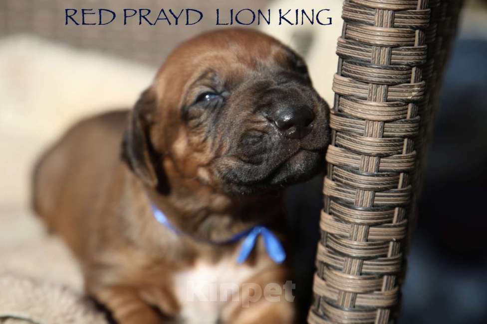 Собаки в Москве: Щенки родезийского риджбека Мальчик, 130 000 руб. - фото 1