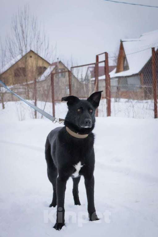 Собаки в Подольске: Тоше нужен дом  Мальчик, Бесплатно - фото 3