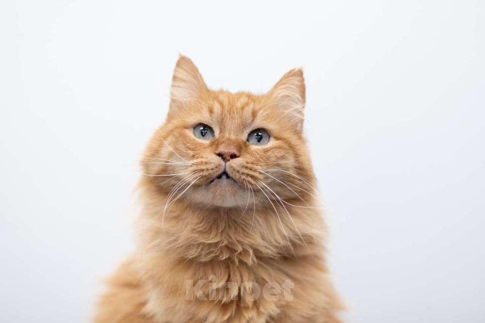 Кошки в Москве: Царь Мальчик, Бесплатно - фото 6