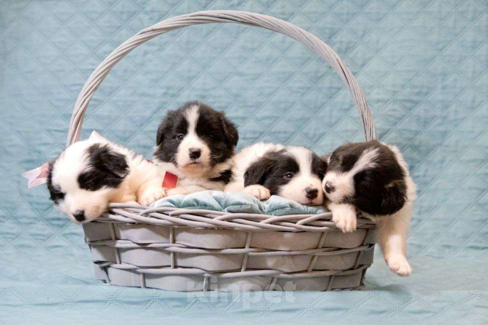 Собаки в Москве: Идеальный щеночек бордер-колли Мальчик, Бесплатно - фото 1