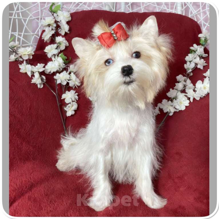 Собаки в Москве: Йорк с голубыми глазами девочка подрощенная Девочка, 130 000 руб. - фото 4