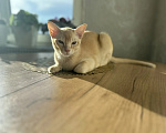 Кошки в Воронеже: Котенок Европейская бурма Мальчик, Бесплатно - фото 2