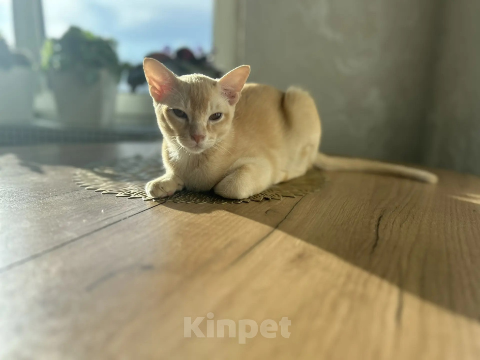 Кошки в Воронеже: Котенок Европейская бурма Мальчик, Бесплатно - фото 2