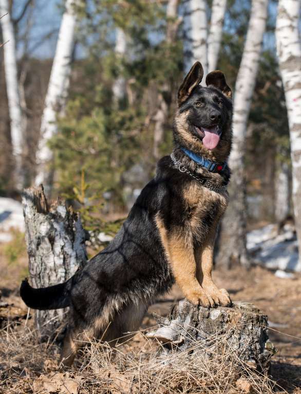 Собаки в других городах Московской области: Собаки щенки немецкой овчарки рабочего разведения Девочка, 80 000 руб. - фото 3