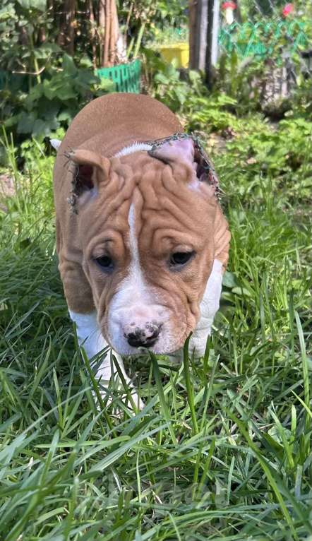 Собаки в других городах Московской области: Девочка амстаффа РКФ Девочка, 50 000 руб. - фото 2