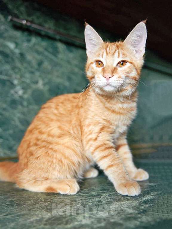 Кошки в Москве: Котёнок Марчелло - рыжее солнышко в добрые руки Мальчик, 10 руб. - фото 5