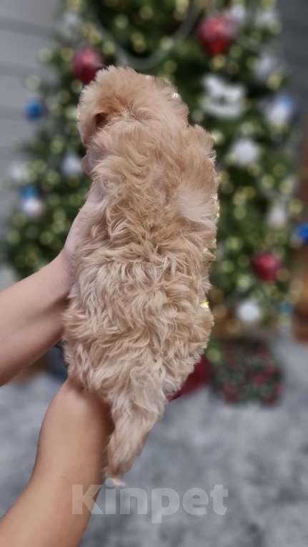 Собаки в Москве: Супер мини Мальтипу  Девочка, 120 000 руб. - фото 6