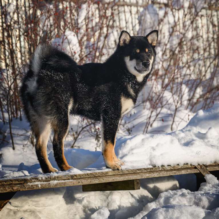 Собаки в Москве: Подрощенный щенок Сиба-ину с выставочным потенциалом Мальчик, 100 000 руб. - фото 3