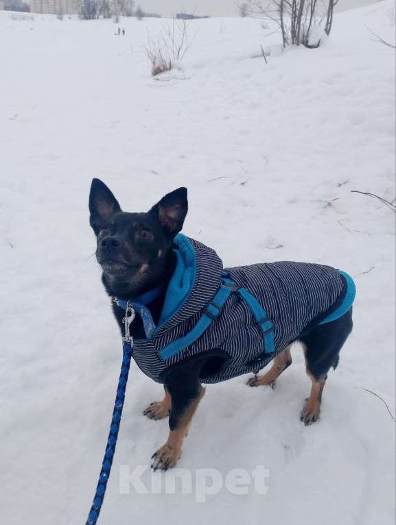 Собаки в Санкт-Петербурге: Маленький трогательный пёсик Мальчик, Бесплатно - фото 9