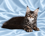 Кошки в Владимире: Котята мейн-кун Девочка, 85 000 руб. - фото 1
