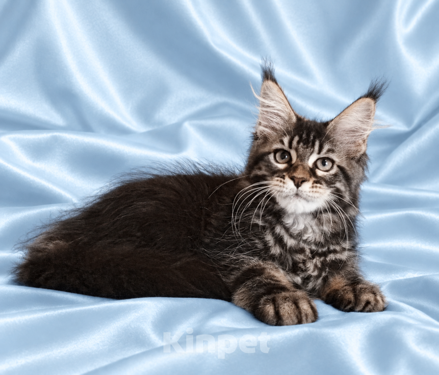 Кошки в Владимире: Котята мейн-кун Девочка, 85 000 руб. - фото 1