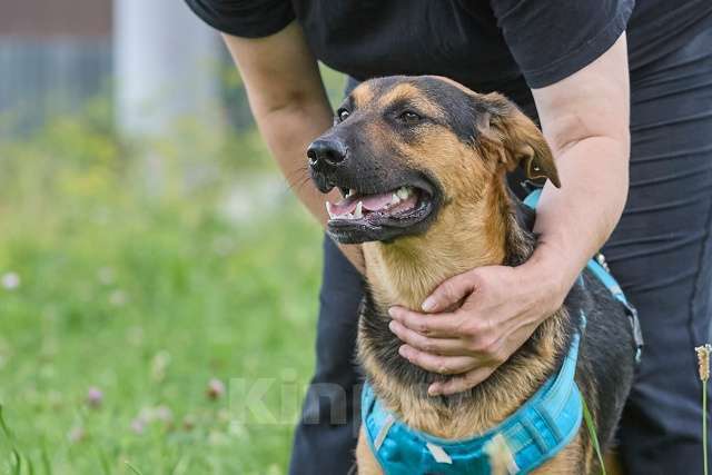 Собаки в Москве: Пелле - украл всю мамкину нежность Мальчик, Бесплатно - фото 2