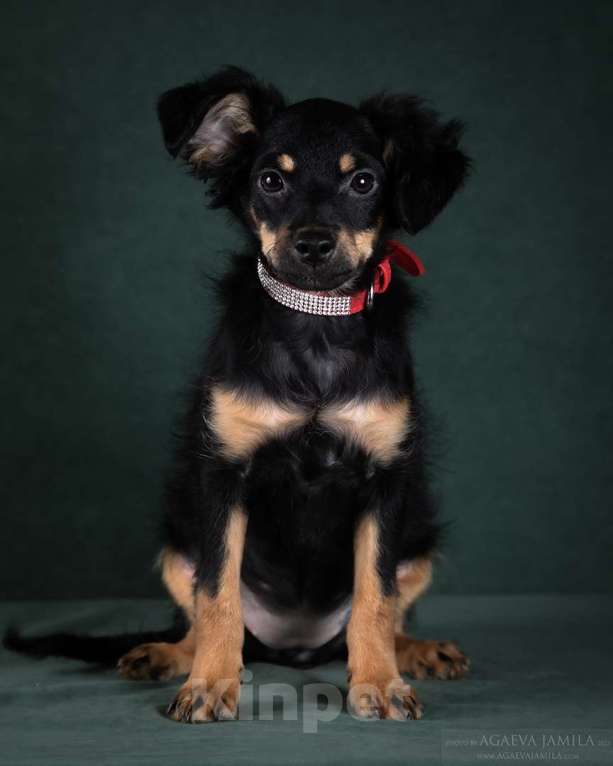 Собаки в Москве: Щенки мексиканской голой собаки (ксолоиткуинтли) Девочка, 10 000 руб. - фото 2