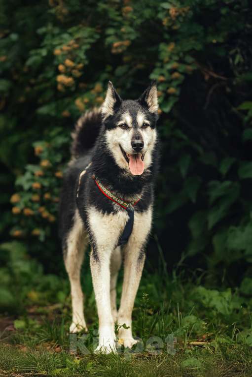 Собаки в Москве: Джой ждет свою семью Мальчик, Бесплатно - фото 6