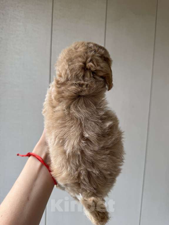 Собаки в Москве: Мальтипу f-1 mini мальчик  Мальчик, 100 000 руб. - фото 2