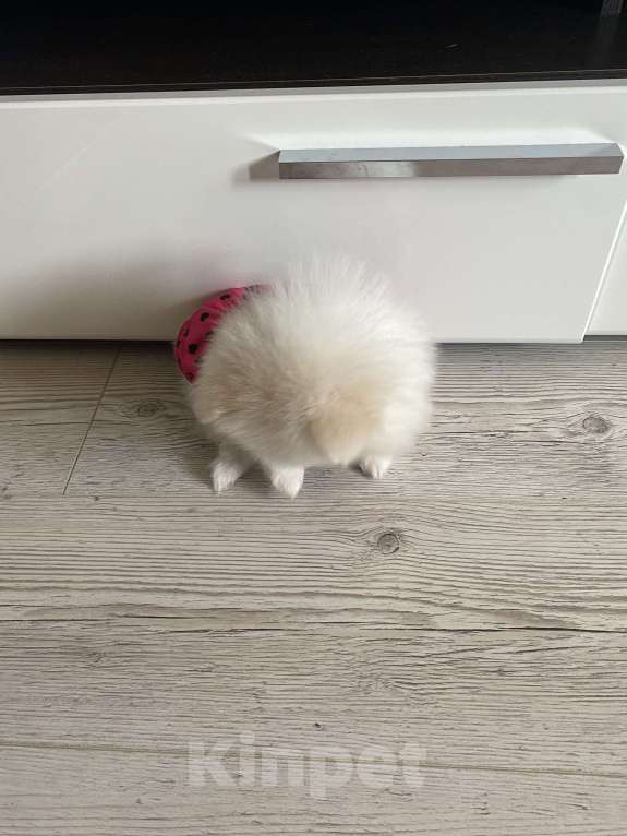 Собаки в Ногинске: Шпиц померанский  Девочка, 30 000 руб. - фото 2