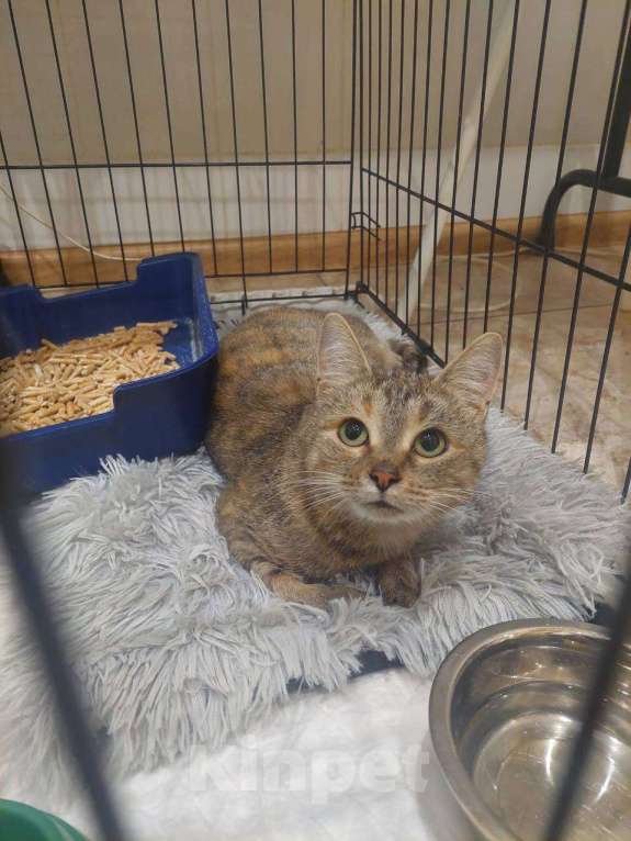 Кошки в Москве: Кошечка Лада в добрые руки Девочка, Бесплатно - фото 6