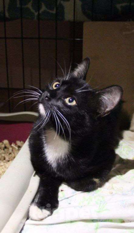 Кошки в Москве: Сливка девочка-припевочка ищет, кому помурчать Девочка, Бесплатно - фото 4